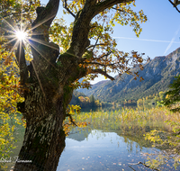 fileadmin/roha/images_galerie/orte_landschaft/Bad_Reichenhall/BAD-REI-THUM-0103-D-roha-Bad-Reichenhall-Thumsee-Herbst-Sonne-Baum.png