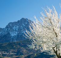 fileadmin/roha/images_galerie/Baum-natur-garten/Baeume/BAUM-OBST-BLUE-0014-D-roha-Baum-Obst-Bluete-Anger-Hochstaufen.png