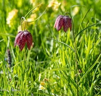 fileadmin/roha/images_galerie/Baum-natur-garten/Natur-Wildblumen-Landschaft/BL-SCHACHBR-0015-D-roha-Blume-Schachbrett-Fritillaria-meleagris-Fruehling.png