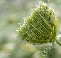 fileadmin/roha/images_galerie/Baum-natur-garten/Natur-Wildblumen-Landschaft/BL-WIESE-UF-MOE-0003-D-roha-Blumenwiese-Wilde-Moehre-Samenstand-Daucus-carota-subsp_01.png