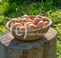 fileadmin/roha/images_galerie/Baum-natur-garten/Gemuese-Garten-Kraeuter-neu/GAR-GEM-ZWIE-0001-D-roha-Garten-Gemuese-Zwiebel-Allium-cepa.png