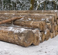 fileadmin/roha/images_galerie/Landwirtschaft/Forst-Holzknecht/HOLZKNE-HAM-DET-0001-03-D-roha-Holzknecht-Winter-Baumstamm-Ganter-Siegsdorf-Hammer-Winterzug.png