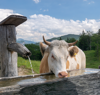 fileadmin/roha/images_galerie/Tiere/Kuh-Schaf-Pferd-Ziege/SCHLECH-OBER-BRU-ALM-KU-0001-1351-1-D-roha-Schleching-Oberauer-Brunst-Alm-Kuehe-Brunnen.png