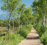 fileadmin/roha/images_galerie/orte_landschaft/Petting/Schoenramer-Moor/WEGE-SCHOEN-MOOR-0002-02-D-roha-Weg-Schoenramer-Moor-Wandern.png