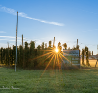 fileadmin/roha/images_galerie/kulinarisch/Wieninger/WIENINGER-HOPF-SON-1-0651-D-M-roha-Wieninger-Hopfen-Sonnenaufgang.png