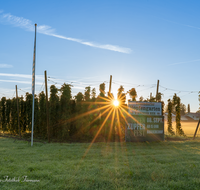 fileadmin/roha/images_galerie/kulinarisch/Wieninger/WIENINGER-HOPF-SON-1-0651-D-M-roha-Wieninger-Hopfen-Sonnenaufgang.png