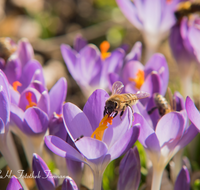 fileadmin/roha/images_galerie/Baum-natur-garten/Blumengarten-Blumen/BL-KROK-0014-03-D-roha-Blumen-Krokus-Fruehling-lila-Biene-crocus-Anthophila.png