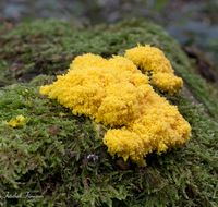 fileadmin/roha/images_galerie/Baum-natur-garten/Natur-Wildblumen-Landschaft/Natur-Pilze/NATUR-PILZ-SCHLEIM-0002-D-roha-Natur-Wald-Boden-Schleimpilz-Mycetozoa-Eumycetozoa.png