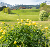 fileadmin/roha/Interessantes-in-Kurzform/ab-4-2021/AN-HOE-0085-01-7-25-D-roha-Anger-Hoeglwoerth-Biotop-Trollius-europaeus.png