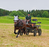 fileadmin/roha/images_galerie/brauchtum/Leonhardiritt/Holzhausen_01/Kaltblutfest/BR-PFRI-HOLZ-KALTBL-0018-D-roha-Brauchtum-Kaltblut-Pferd-Kutsche-Holzhausen-Teisendorf.png