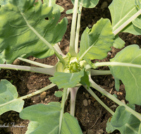 fileadmin/roha/images_galerie/Baum-natur-garten/Gemuese-Garten-Kraeuter-neu/GAR-GEM-KOHL-0001-D-roha-Garten-Gemuese-Kohlrabi.png