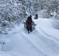 fileadmin/roha/images_galerie/Landwirtschaft/Forst-Holzknecht/HOLZKNE-HAM-PFERD-0015-1416-00506-D-roha-Holzknecht-Pferd-Winter-Siegsdorf-Hammer-Winterzug.png