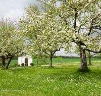 fileadmin/roha/images_galerie/kirche_religion/Palling-Kirchweidach-Tyrlaching/PALL-LAMP-0002-D-roha-Palling-Lampertsham-Kapelle-Obstgarten-bluehend-Apfelbaum.png