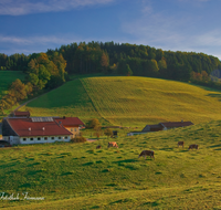 fileadmin/roha/images_galerie/orte_landschaft/Ruhpolding/RUH-FROSCHS-0001-D-roha-Ruhpolding-Froschsee-Landwirtschaft-Kuehe-Herbst.png