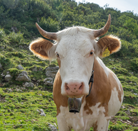 fileadmin/roha/images_galerie/Tiere/Kuh-Schaf-Pferd-Ziege/TIE-KUEHE-ROSSA-0007-D-roha-Tiere-Kuehe-Geigelstein-Rossalm.png