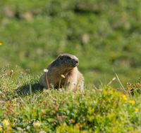 fileadmin/roha/images_galerie/Tiere/TIE-MURM-0016-D-roha-Tiere-Murmeltier-Blumenwiese-Funtensee.png