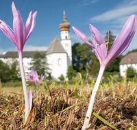 fileadmin/roha/images_galerie/Hintergrund-Download/1024x800/AN-HOE-0085-01-7-01-D-roha-Anger-Hoeglwoerth-Biotop-Colchicum-autumnale.png