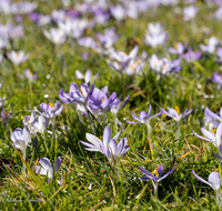 fileadmin/roha/images_galerie/Baum-natur-garten/Blumengarten-Blumen/BL-KROK-0040-7853-D-roha-Blumen-Krokus-Fruehling-blau-lila-crocus.png