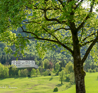 fileadmin/roha/images_galerie/orte_landschaft/Piding/PID-STAUFENECK-0063-D-roha-Piding-Staufeneck-Schloss-Baum.png