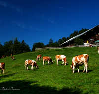 fileadmin/roha/images_galerie/orte_landschaft/Schneizlreuth/SCHNEIZL-HOELL-ALM-0002-D-roha-Schneizlreuth-Hoellenbachalm-Kuh.png