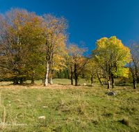 fileadmin/roha/images_galerie/Baum-natur-garten/Baeume/BGD-RA-LAN-0028-D-roha-Berchtesgaden-Ramsau-Alm-Herbst-Landwirtschaft.png