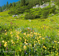 fileadmin/roha/images_galerie/orte_landschaft/Berchtesgaden/Nationalpark_Klausbachtal_Wimbachtal_-Klamm/BL-WIESE-FUNT-0004-D-roha-Berg-Blumenwiese-Funtensee-Nationalpark.png