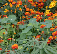 fileadmin/roha/images_galerie/Baum-natur-garten/Blumengarten-Blumen/BL-HAUSG-TAG-0001-D-roha-Blumen-Hausgarten-Tagetes-Kapuzinerkresse.png