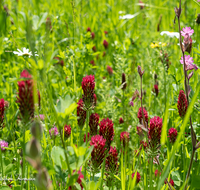 fileadmin/roha/images_galerie/Baum-natur-garten/Natur-Wildblumen-Landschaft/BL-WIESE-UF-0009-D-roha-Blumenwiese-Blutklee.png