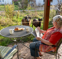 fileadmin/roha/images_galerie/Tiere/Kuh-Schaf-Pferd-Ziege/MEN-TIER-GARTEN-SCHA-0002-D-roha-Menschen-Schaf-Kaffeetisch-Terrasse.png