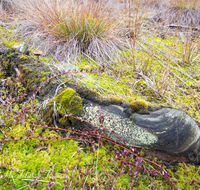 fileadmin/roha/images_galerie/orte_landschaft/Petting/Schoenramer-Moor/PE-SCHOENR-MOOR-0012-05-D-roha-Petting-Schoenramer-Moor-Herbst-Moos-Totholz.png