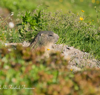 fileadmin/roha/images_galerie/Tiere/TIE-MURM-0018-D-roha-Tiere-Murmeltier-Blumenwiese-Funtensee.png