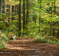 fileadmin/roha/images_galerie/wege/WEGE-SCHNEIZ-SOLEL-0002-D-roha-Wege-Soleleitung-Schneizlreuth-Weissbach-Herbst-Wald.png