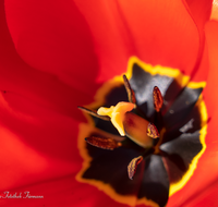 fileadmin/roha/images_galerie/Baum-natur-garten/Blumengarten-Blumen/BL-HAUSG-TULP-0040-01-14-D-roha-Hausgarten-Blumen-Tulpen-Tulipa-Fruehling.png