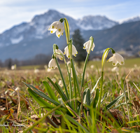 fileadmin/roha/images_galerie/Baum-natur-garten/Natur-Wildblumen-Landschaft/BL-SCHNEEGL-0014-01-D-roha-Blumen-Schneegloeckchen-Fruehlingsknotenblume-Leucojum-vernum-Anger.png