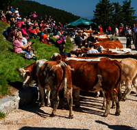 fileadmin/roha/images_galerie/brauchtum/Almabtrieb/Almabtrieb-Stoisser-Alm/BR-ALMAB-STOISS-2024-1340-D-roha-Brauchtum-Almabtrieb-Stoisseralm-Teisendorf-Anger.png