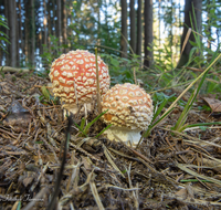 fileadmin/roha/images_galerie/Baum-natur-garten/Natur-Wildblumen-Landschaft/Natur-Pilze/NATUR-PILZ-FLIEG-0033-D-roha-Natur-Wald-Boden-Pilz-Schwammerl-Fliegenpilz.png