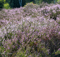 fileadmin/roha/Interessantes-in-Kurzform/PE-SCHOENR-MOOR-0026-1-01-D-roha-Petting-Schoenramer-Moor-Erika-Heidekraut-Calluna-vulgaris.png