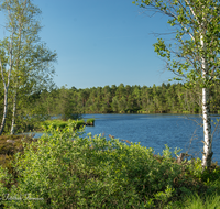 fileadmin/roha/images_galerie/orte_landschaft/Petting/Schoenramer-Moor/PE-SCHOENR-MOOR-0040-0-04-D-roha-Petting-Schoenramer-Moor-See-Birke.png