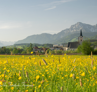 fileadmin/roha/images_galerie/orte_landschaft/Teisendorf/TEI-NORD-WEST-0046-D-roha-Teisendorf-Hochstaufen-Fuderheuberg-Hochstaufen-Kirche-Blumenwiese.png