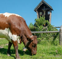 fileadmin/roha/images_galerie/Hintergrund-Download/1024x800/TIE-KUEHE-BUECHS-0002-D-roha-Tiere-Kuehe-Jenner-Koenigsbachalm-Buechsenalm-Gipfelkreuz.jpg