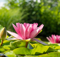 fileadmin/roha/images_galerie/Baum-natur-garten/Natur-Wildblumen-Landschaft/BL-WAS-SEER-0003-D-roha-Blumen-Wasser-Teich-Seerose-rot-Nymphaea_01.png