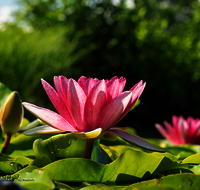 fileadmin/roha/images_galerie/Baum-natur-garten/Natur-Wildblumen-Landschaft/BL-WAS-SEER-0003-D-roha-Blumen-Wasser-Teich-Seerose-rot-Nymphaea_01.png