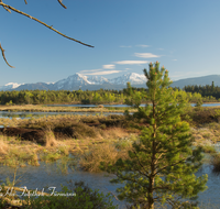 fileadmin/roha/images_galerie/orte_landschaft/Petting/Schoenramer-Moor/PE-SCHOENR-MOOR-0045-01-roha-Petting-Schoenramer-Moor-Moorsee-Hochstaufen-Zwiesel-Teisenberg.png