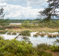 fileadmin/roha/images_galerie/orte_landschaft/Petting/Schoenramer-Moor/PE-SCHOENR-MOOR-0045-12-roha-Petting-Schoenramer-Moor-Moorsee-Hochstaufen-Zwiesel.png