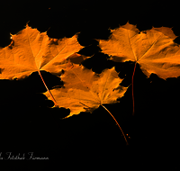 fileadmin/roha/images_galerie/Baum-natur-garten/Baeume/BAUM-AHORN-BL-0014-D-roha-Baum-Ahorn-Blatt-Herbst-Wasser-Moorsee.png