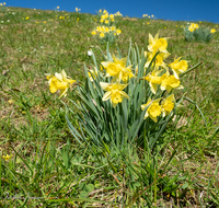 fileadmin/roha/images_galerie/Baum-natur-garten/Natur-Wildblumen-Landschaft/BL-WIESE-FRUEHL-NAR-0030-D-roha-Blumenwiese-Fruehling-wilde-Narzisse-Gierstling.png