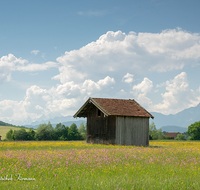 fileadmin/roha/images_galerie/orte_landschaft/Haarmoos/HAARM-0043-01-04-D-roha-Abtsdorf-Laufen-Haarmoos-Saaldorf-Hochstaufen-Zwiesel-Blumenwiese-Stadel.png