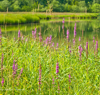 fileadmin/roha/images_galerie/orte_landschaft/Reit_im_Winkl/REIT-IM-WI-WEITS-0019-D-roha-Reit-im-Winkl-Weitsee-Wasser-See-Blumenwiese.png