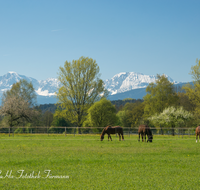 fileadmin/roha/images_galerie/Tiere/Kuh-Schaf-Pferd-Ziege/TIE-PFERD-0007-D-roha-Tiere-Pferd-Fruehling-Wiese-Weide-Petting-Hochstaufen-Zwiesel.png