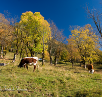 fileadmin/roha/images_galerie/orte_landschaft/Berchtesgaden/Ramsau/BGD-RA-LAN-0022-D-roha-Berchtesgaden-Ramsau-Alm-Kuh-Herbst-Landwirtschaft.png